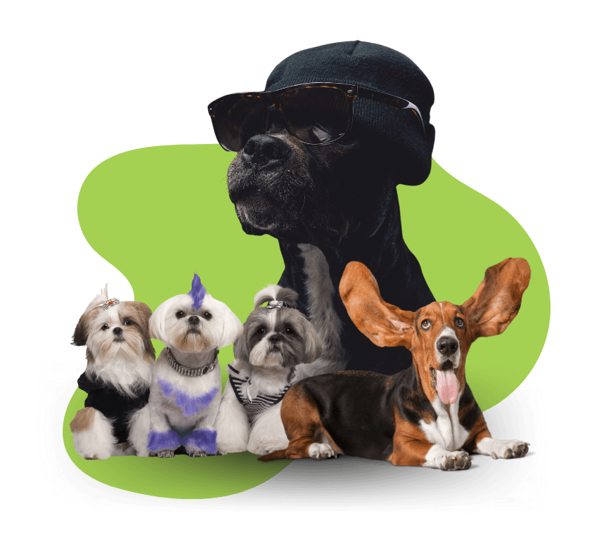 DOG SPA Bastos
